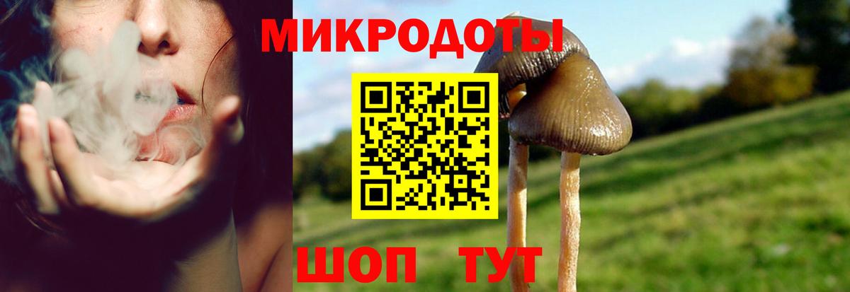 Псилоцибиновые грибы Cubensis Новоалександровск
